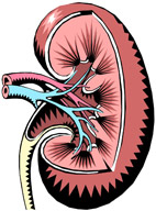 kidney